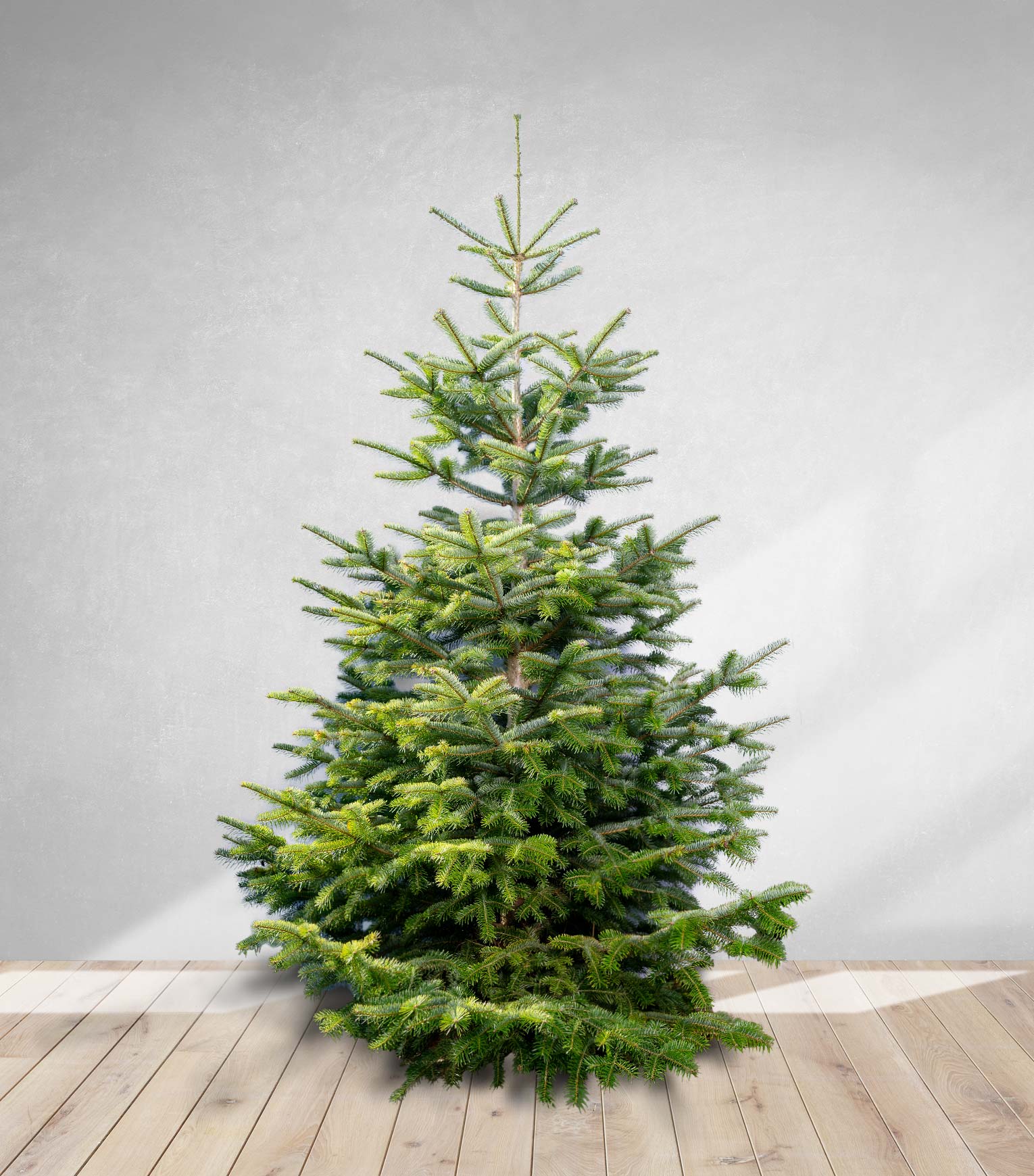 Nordmanntanne Abies nordmanniana Gartenbau Forner